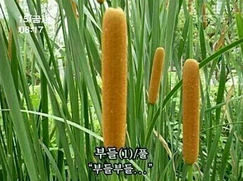 부들부들