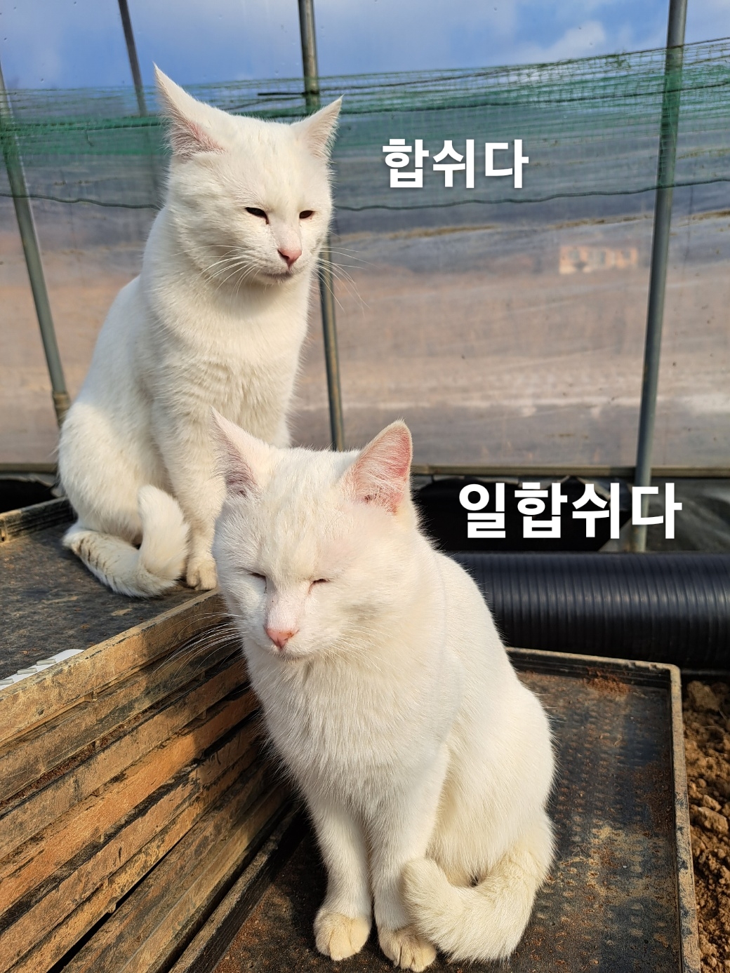 합쉬다